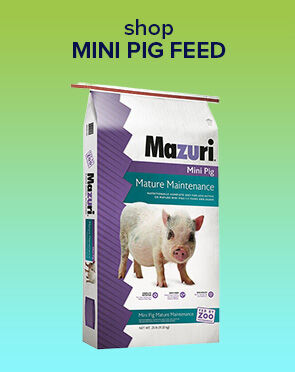 Mini Pig Feed